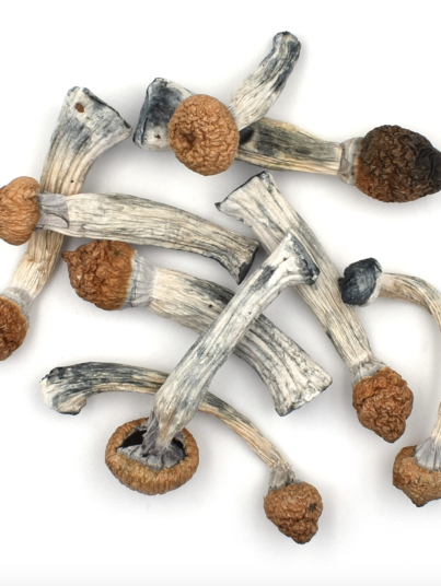 Penis Envy Magic Mushrooms